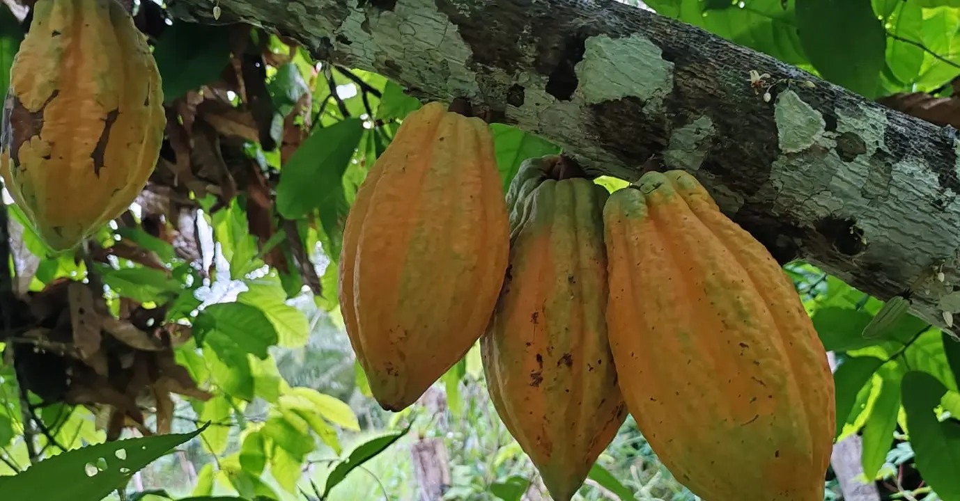 Rancho Raíces Chocolate Tour