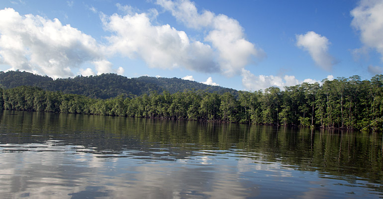 Kayak Through Mangroves