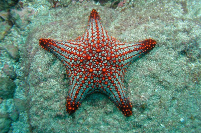 Snorkel At Caño Island