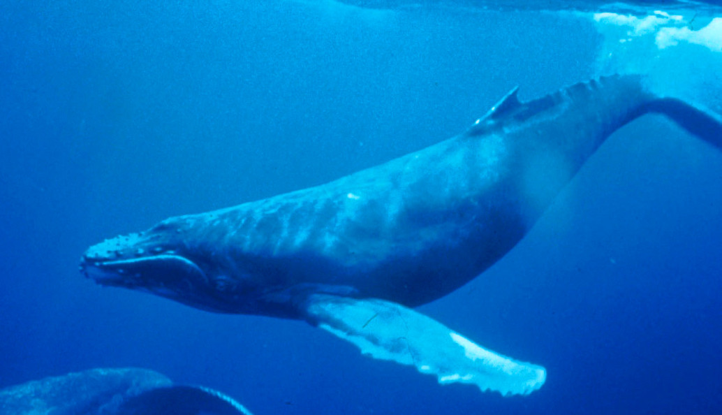 Whale & Dolphin Watch